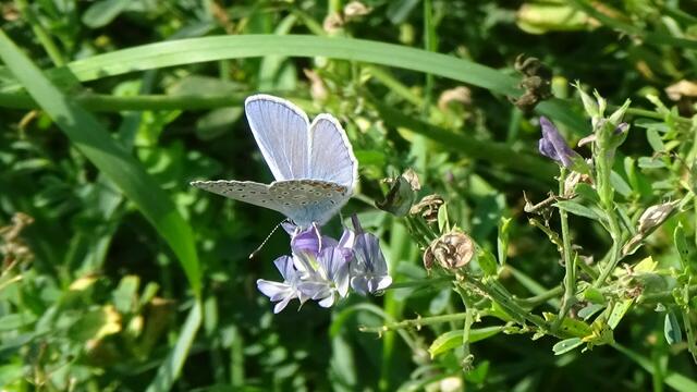 Die neue Fahrspur würde laut der Umweltinitiative Wienerwald weniger Lebensraum für die dort lebenden Tiere bedeuten. | Foto: Umweltinitiative Wienerwald
