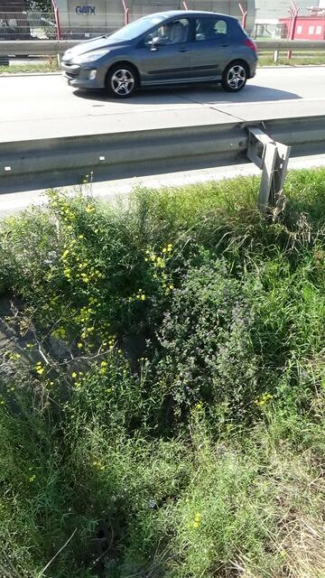 Neben der Autobahn leben einige Kleintiere und Insekten, die für die Biodiversität wichtig sind. | Foto: Umweltinitiative Wienerwald