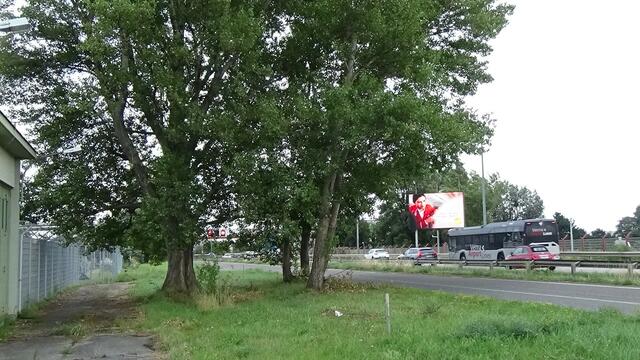 Neben der Autobahn leben einige Kleintiere und Insekten, die für die Biodiversität wichtig sind. | Foto: Umweltinitiative Wienerwald