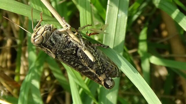 Foto: Umweltinitiative Wienerwald
