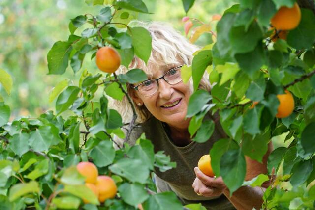 Herrliche Marillen gibt es vom Winzerhof Scheuer in Oberfellabrunn. | Foto: Scheuer
