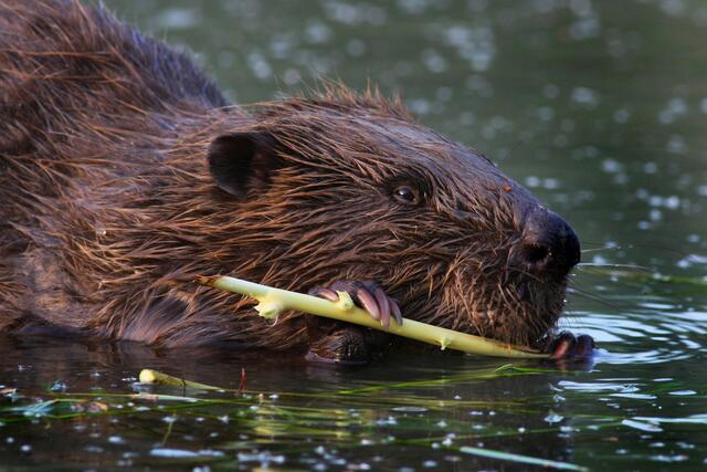Auch der Biber besiedelt den Nationalpark Donau-Auen. | Foto: Kern