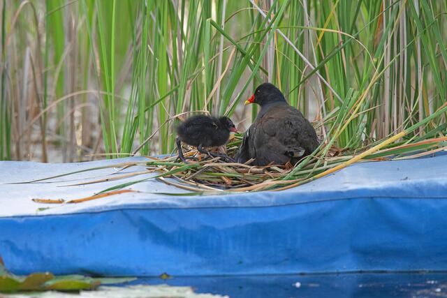 Foto: Popp und Hackner/Wiener Wildnis