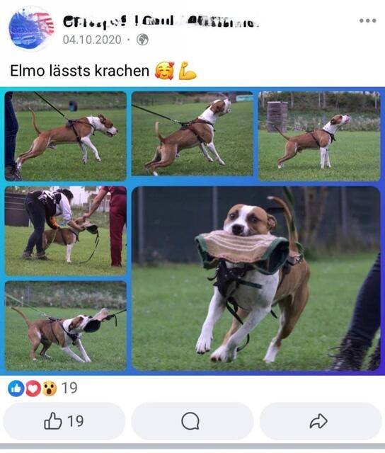 Mittlerweile gelöschte Fotos zeigen, dass Hund "Elmo" zumindest einmal ein Schutzhundetraining besuchte. | Foto: Screenshot: Pfotenhilfe
