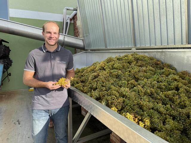 Robert Wimmer vom Weingut Wimmer in Fels am Wagram, zeigt uns einen Teil seiner Ernte. | Foto: Victoria Edlinger