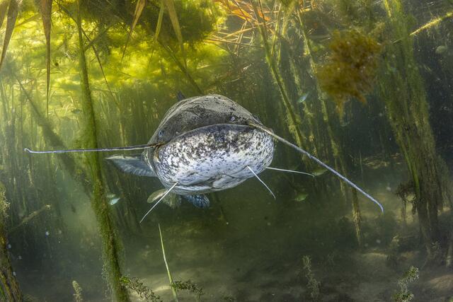 Im Fokus des Buchs steht die vielfältige Tierwelt. | Foto: Popp und Hackner/Wiener Wildnis