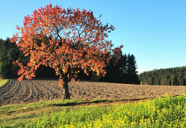 Foto: Gemeinde Haibach