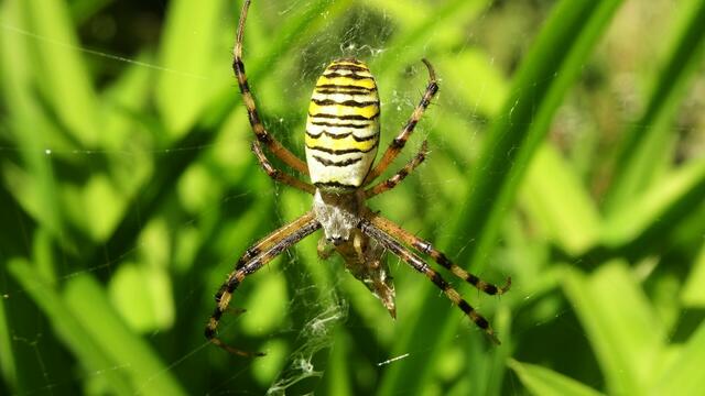 Wespenspinnenweibchen mit ihrer Beute ... | Foto: © Silvia Plischek