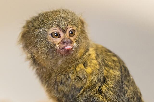 Zwergseidenaffe | Foto: Daniel Zupanc 