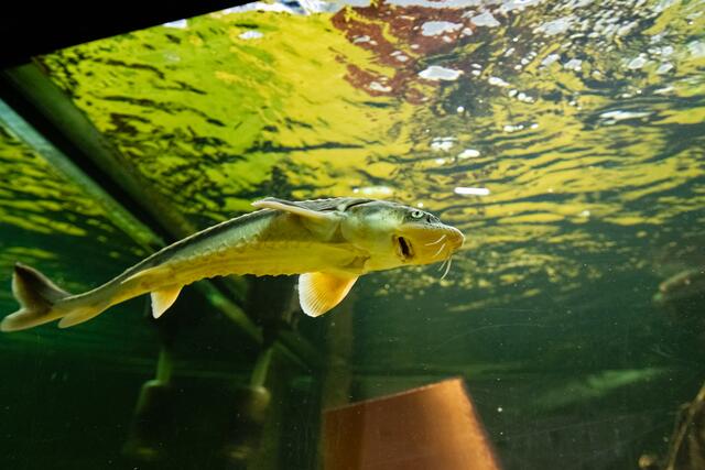 Freier Eintritt im UnterWasserReich samt Spezialführung beim "Erfolgsfest" am 26. Oktober. | Foto: COMÚN
