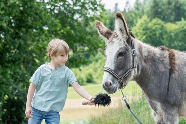 Was brauchen Esel, um ein glückliches Leben zu führen? Der Verein "Tierschutz macht Schule" ruft steirische Schulen dazu auf, sich Gedanken um unseren Tierschutz zu machen.  | Foto: D. Zupanc/ Tierschutz macht Schule   