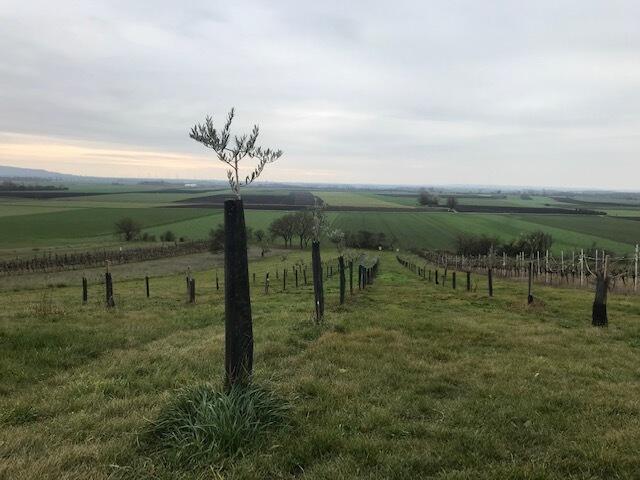 Olivenhain in Groißenbrunn (Bezirk Gänserndorf, NÖ): gepflanzt mit bzw. für einen Partnerbauern im Frühjahr 2022. | Foto: Agrorebels
