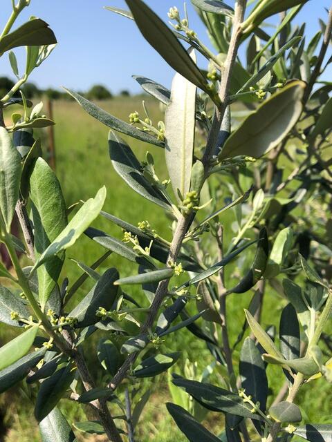 Mörbisch Oliven am Testhain: erste Oliven auf dem Testhain der Agrorebels, das Foto wurde im Mai 2023 aufgenommen.
  | Foto: Agrorebels