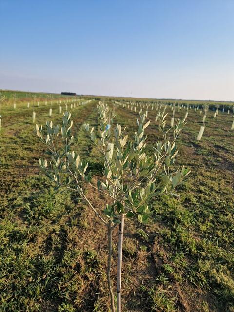 Olivenhain Marchfeld: gepflanzt mit bzw. für einen Partnerbauern im Frühjahr 2023. | Foto: Agrorebels