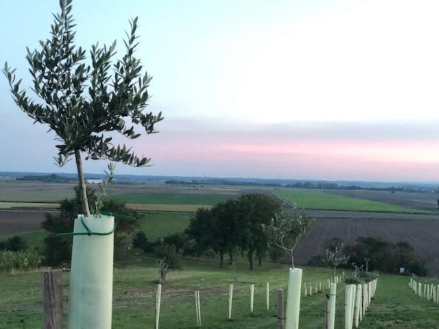 Olivenhain in Groißenbrunn (Bezirk Gänserndorf, NÖ) im September 2023.
  | Foto: Agrorebels