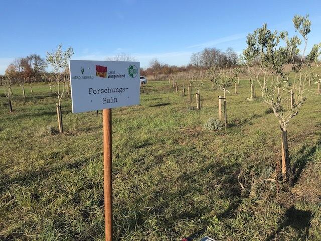Versuchsfläche in Mörbisch, auf der unterschiedliche Olivensorten ausgetestet werden. | Foto: Agrorebels