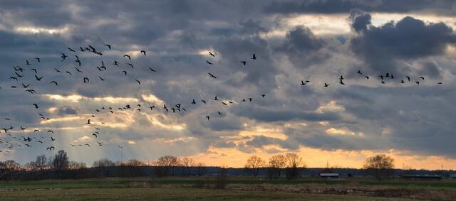 Zum Weltzugvogeltag haben wir einen Experten gebeten, uns Daten und Fakten zu den Zugvögeln in der Steiermark zu geben. | Foto: pixabay Symbolfoto