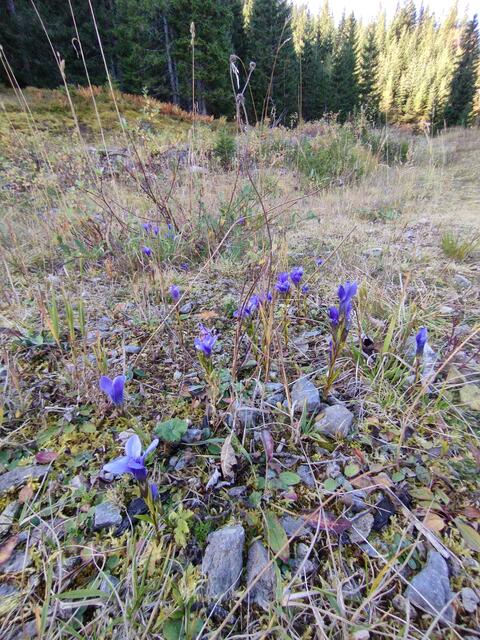 Blaue Enzianfarbtupfer im Herbst 