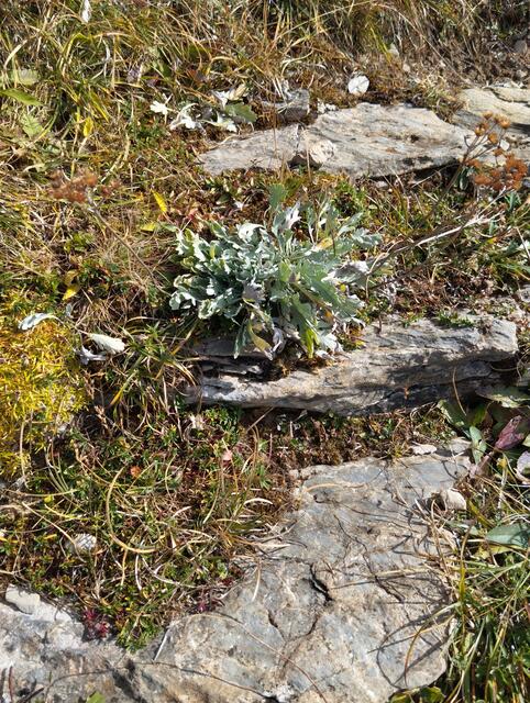 Im Volksmund oft als Frauenspeik oder falscher Speik bezeichnete Alpenblume
