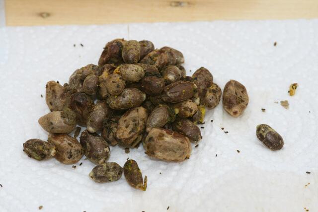 Foto: BRS/Greinöcker