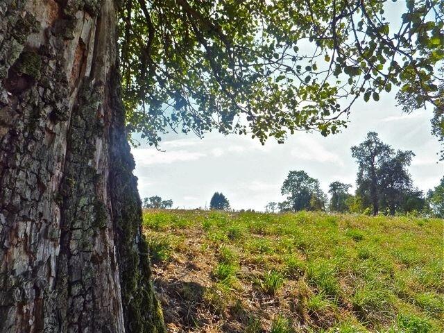 Foto: Bestattung Aichinger