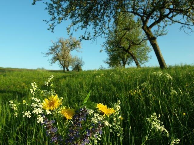 Foto: Bestattung Aichinger