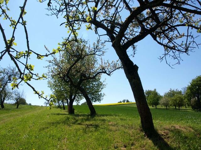 Foto: Bestattung Aichinger