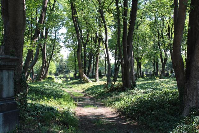 Der Waldfriedhof am Wiener Zentralfriedhof. | Foto: Friedhöfe Wien GmbH