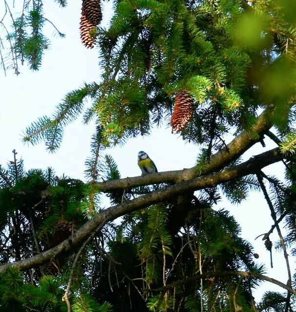 Bild 2: Blaumeise | Foto: (C) Zuzana Kobesova 2023; ebird.com