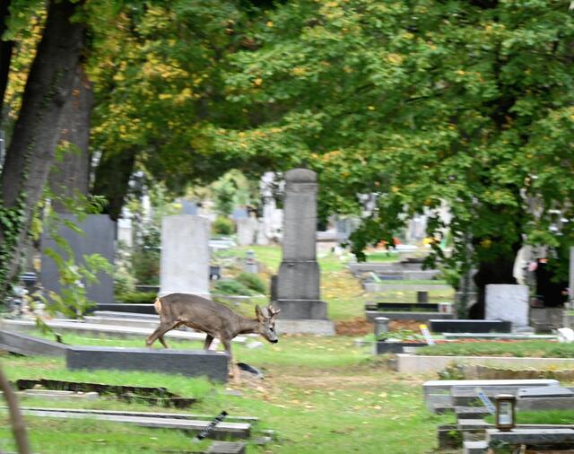 Impression: Reh am Friedhof | Foto: (C) Zuzana Kobesova 2023