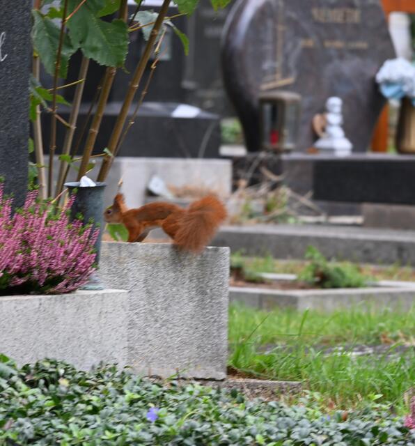 Impression: Eichhörnchen | Foto: (C) Zuzana Kobesova 2023