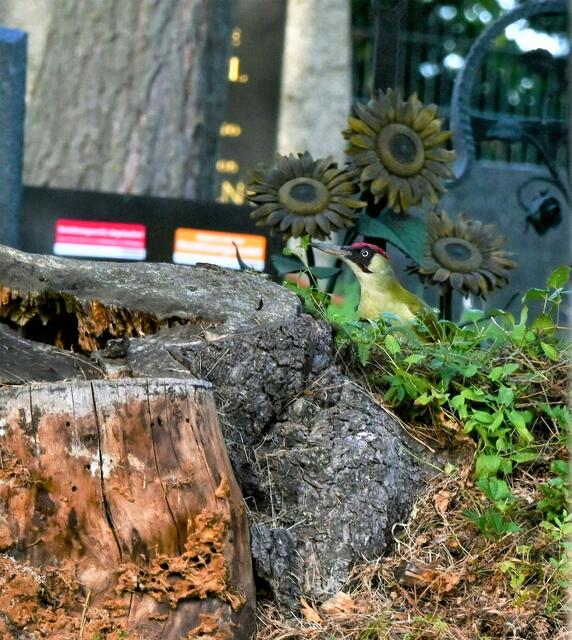 Bild 3: Grünspecht | Foto: (C) Zuzana Kobesova 2023; ebird.com