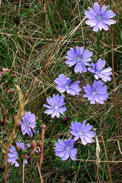 Die Wegwarte (Cichorium intybus), ein auffälliger Wegrandbewohner.  | Foto: J. Weinzettl - naturschutzbund
