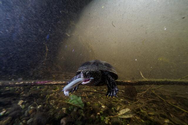 Foto: Benedikt Reisner