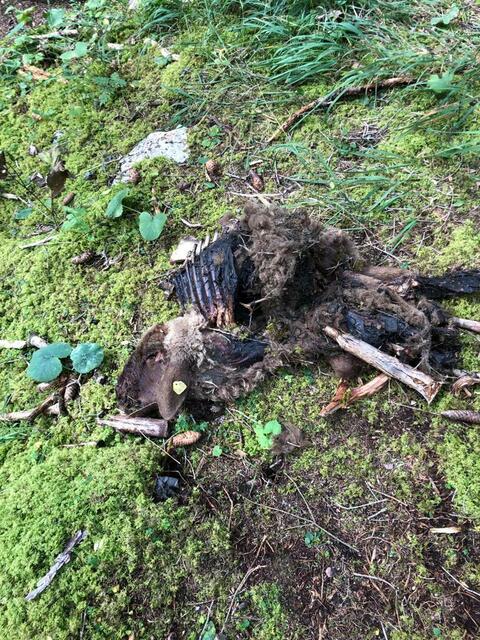 Bilder wie dieses boten sich den Bauern zuletzt nicht nur einmal. | Foto: LK Reutte