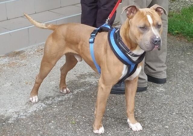 Chappy ist ein freundlicher Hund. | Foto: TSV St. Pölten