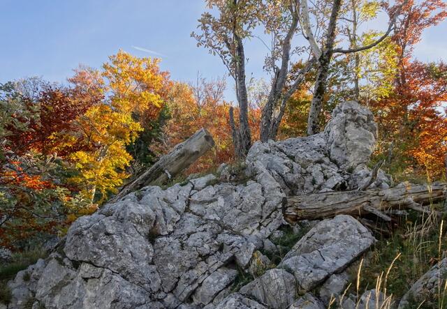 Goldgelbe Bäume auf dem "Jagasteig"