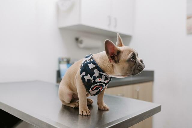 Auch der Vierbeiner kann am Wochenende krank werden. Wo du einen Tierarzt in deiner Region findest, erfährst du auf MeinBezirk.at | Foto: karten windegaear/unsplash