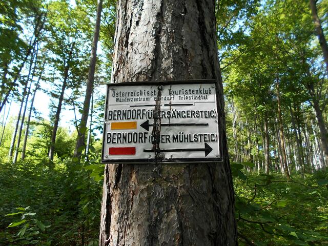 Abstieg über den Sängersteig wieder zurück nach Berndorf. ... | Foto: © Silvia Plischek