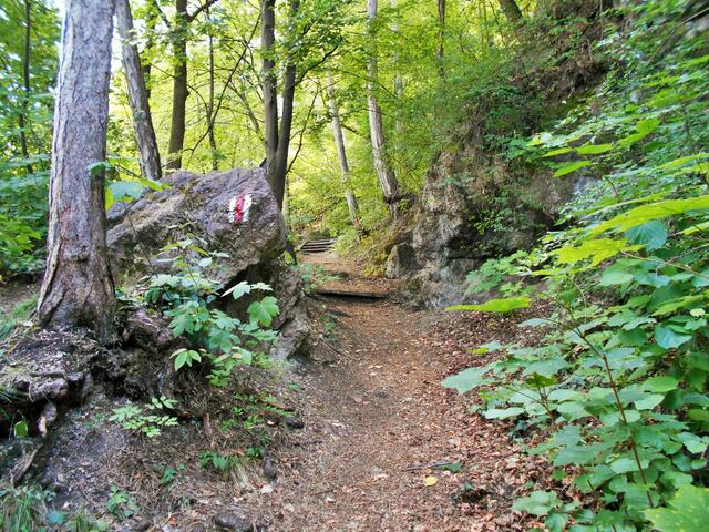 Naturbegeisterte können den Weg bis zum höchsten Punkt des Guglzipfs fortsetzen, ... | Foto: © Silvia Plischek