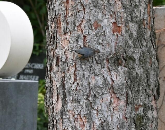 Bild 4: Kleiber
(c) Zuzana Kobesova, ebird.com