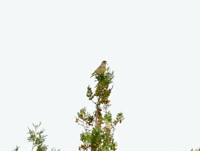 Bild 5: Grünfing / Grünling
(c) Zuzana Kobesova, ebird.com