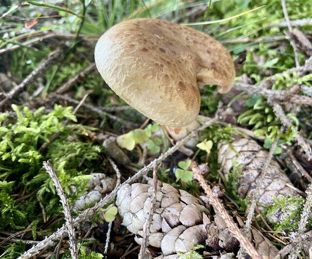 Heimische Pilze aus dem Wald