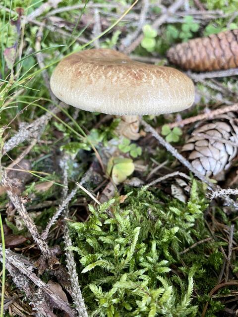 Heimische Pilze aus dem Wald