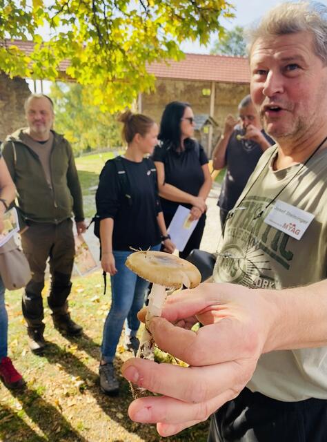 Analyse der Pilze