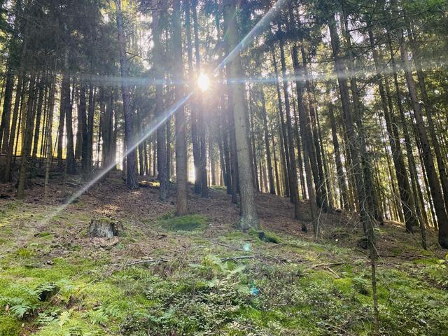 Pilzwanderung durch den Wald
