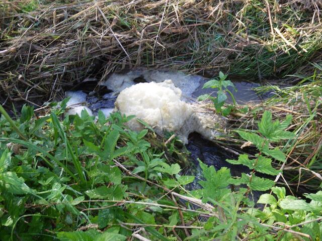Noch immer schäumt der Einsiedlerbach. Das Ökosystem ist möglicherweise bedroht! | Foto: W. Preitler