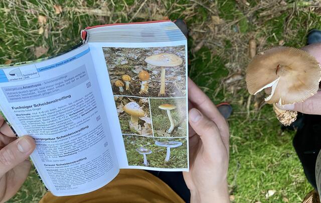 Analyse der Pilze