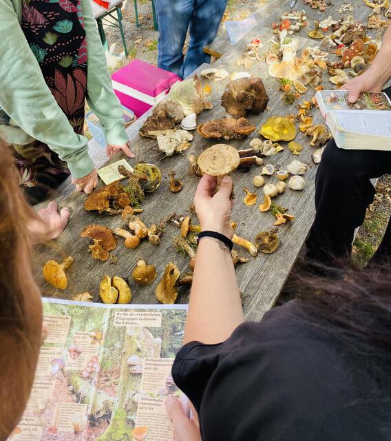 Analyse der Pilze