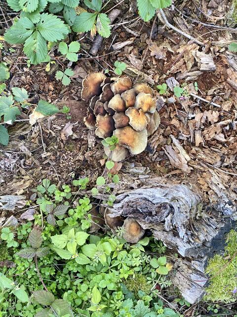 Heimische Pilze aus dem Wald